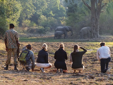 Walking with giants in the South Luangwa 
